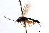  ( - CNCHYM 04102)  @11 [ ] CreativeCommons - Attribution (2011) CNC/CBG Photography Group Centre for Biodiversity Genomics