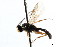  (Neliopisthus niger - CNCHYM 04103)  @11 [ ] CreativeCommons - Attribution (2011) CNC/CBG Photography Group Centre for Biodiversity Genomics