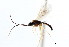  ( - CNCHYM 04106)  @11 [ ] CreativeCommons - Attribution (2011) CNC/CBG Photography Group Centre for Biodiversity Genomics