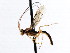  ( - CNCHYM 04119)  @11 [ ] CreativeCommons - Attribution (2011) CNC/CBG Photography Group Centre for Biodiversity Genomics