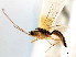  ( - CNCHYM 04123)  @11 [ ] CreativeCommons - Attribution (2011) CNC/CBG Photography Group Centre for Biodiversity Genomics