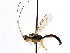  ( - CNCHYM 04125)  @11 [ ] CreativeCommons - Attribution (2011) CNC/CBG Photography Group Centre for Biodiversity Genomics