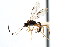  ( - CNCHYM 04138)  @11 [ ] CreativeCommons - Attribution (2011) CNC/CBG Photography Group Centre for Biodiversity Genomics