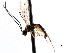  ( - CNCHYM 04139)  @11 [ ] CreativeCommons - Attribution (2011) CNC/CBG Photography Group Centre for Biodiversity Genomics