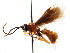  ( - CNCHYM 04269)  @11 [ ] CreativeCommons - Attribution (2011) CNC/CBG Photography Group Centre for Biodiversity Genomics