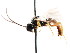  ( - CNCHYM 04278)  @11 [ ] CreativeCommons - Attribution (2011) CNC/CBG Photography Group Centre for Biodiversity Genomics