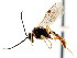 ( - CNCHYM 04280)  @11 [ ] CreativeCommons - Attribution (2011) CNC/CBG Photography Group Centre for Biodiversity Genomics