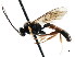  ( - CNCHYM 04344)  @11 [ ] CreativeCommons - Attribution (2011) CNC/CBG Photography Group Centre for Biodiversity Genomics