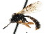  ( - CNCHYM 04346)  @11 [ ] CreativeCommons - Attribution (2011) CNC/CBG Photography Group Centre for Biodiversity Genomics