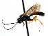  ( - CNCHYM 04347)  @13 [ ] CreativeCommons - Attribution (2011) CNC/CBG Photography Group Centre for Biodiversity Genomics