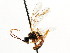  ( - CNCHYM 04382)  @11 [ ] CreativeCommons - Attribution (2011) CNC/CBG Photography Group Centre for Biodiversity Genomics