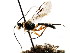  ( - CNCHYM 04391)  @13 [ ] CreativeCommons - Attribution (2011) CNC/CBG Photography Group Centre for Biodiversity Genomics