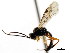  ( - CNCHYM 04393)  @13 [ ] CreativeCommons - Attribution (2011) CNC/CBG Photography Group Centre for Biodiversity Genomics