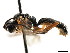  ( - CNCHYM 04394)  @12 [ ] CreativeCommons - Attribution (2011) CNC/CBG Photography Group Centre for Biodiversity Genomics