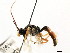  ( - CNCHYM 04403)  @12 [ ] CreativeCommons - Attribution (2011) CNC/CBG Photography Group Centre for Biodiversity Genomics