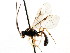  ( - CNCHYM 04410)  @11 [ ] CreativeCommons - Attribution (2011) CNC/CBG Photography Group Centre for Biodiversity Genomics