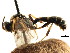  ( - CNCHYM 04454)  @11 [ ] CreativeCommons - Attribution (2011) CNC/CBG Photography Group Centre for Biodiversity Genomics