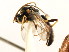  ( - CNCHYM 04455)  @11 [ ] CreativeCommons - Attribution (2011) CNC/CBG Photography Group Centre for Biodiversity Genomics