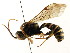  ( - CNCHYM 04469)  @11 [ ] CreativeCommons - Attribution (2011) CNC/CBG Photography Group Centre for Biodiversity Genomics