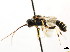  ( - CNCHYM 04471)  @11 [ ] CreativeCommons - Attribution (2011) CNC/CBG Photography Group Centre for Biodiversity Genomics