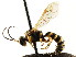  ( - CNCHYM 04477)  @11 [ ] CreativeCommons - Attribution (2011) CNC/CBG Photography Group Centre for Biodiversity Genomics