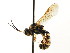  ( - CNCHYM 04480)  @11 [ ] CreativeCommons - Attribution (2011) CNC/CBG Photography Group Centre for Biodiversity Genomics