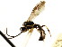  ( - CNCHYM 04508)  @11 [ ] CreativeCommons - Attribution (2011) CNC/CBG Photography Group Centre for Biodiversity Genomics