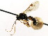  ( - CNCHYM 04509)  @11 [ ] CreativeCommons - Attribution (2011) CNC/CBG Photography Group Centre for Biodiversity Genomics