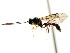  ( - CNCHYM 04522)  @11 [ ] CreativeCommons - Attribution (2011) CNC/CBG Photography Group Centre for Biodiversity Genomics
