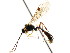  (Exyston ater - CNCHYM 04523)  @11 [ ] CreativeCommons - Attribution (2011) CNC/CBG Photography Group Centre for Biodiversity Genomics