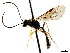  ( - CNCHYM 04524)  @11 [ ] CreativeCommons - Attribution (2011) CNC/CBG Photography Group Centre for Biodiversity Genomics