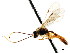  ( - CNCHYM 04526)  @11 [ ] CreativeCommons - Attribution (2011) CNC/CBG Photography Group Centre for Biodiversity Genomics