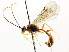  (Exyston austelli - CNCHYM 04527)  @11 [ ] CreativeCommons - Attribution (2011) CNC/CBG Photography Group Centre for Biodiversity Genomics