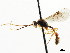  ( - CNCHYM 04528)  @11 [ ] CreativeCommons - Attribution (2011) CNC/CBG Photography Group Centre for Biodiversity Genomics