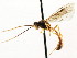  ( - CNCHYM 04529)  @11 [ ] CreativeCommons - Attribution (2011) CNC/CBG Photography Group Centre for Biodiversity Genomics
