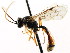  (Exyston californicus - CNCHYM 04532)  @11 [ ] CreativeCommons - Attribution (2011) CNC/CBG Photography Group Centre for Biodiversity Genomics