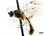  ( - CNCHYM 04533)  @11 [ ] CreativeCommons - Attribution (2011) CNC/CBG Photography Group Centre for Biodiversity Genomics