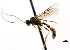  ( - CNCHYM 04534)  @11 [ ] CreativeCommons - Attribution (2011) CNC/CBG Photography Group Centre for Biodiversity Genomics
