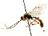  ( - CNCHYM 04535)  @11 [ ] CreativeCommons - Attribution (2011) CNC/CBG Photography Group Centre for Biodiversity Genomics