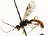 ( - CNCHYM 04536)  @11 [ ] CreativeCommons - Attribution (2011) CNC/CBG Photography Group Centre for Biodiversity Genomics