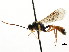  (Exyston chamaeleon - CNCHYM 04537)  @11 [ ] CreativeCommons - Attribution (2011) CNC/CBG Photography Group Centre for Biodiversity Genomics