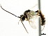  ( - CNCHYM 04540)  @11 [ ] CreativeCommons - Attribution (2011) CNC/CBG Photography Group Centre for Biodiversity Genomics