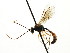  ( - CNCHYM 04541)  @11 [ ] CreativeCommons - Attribution (2011) CNC/CBG Photography Group Centre for Biodiversity Genomics
