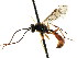  ( - CNCHYM 04542)  @11 [ ] CreativeCommons - Attribution (2011) CNC/CBG Photography Group Centre for Biodiversity Genomics