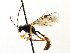  ( - CNCHYM 04543)  @13 [ ] CreativeCommons - Attribution (2011) CNC/CBG Photography Group Centre for Biodiversity Genomics