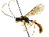  ( - CNCHYM 04546)  @11 [ ] CreativeCommons - Attribution (2011) CNC/CBG Photography Group Centre for Biodiversity Genomics