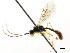  ( - CNCHYM 04547)  @11 [ ] CreativeCommons - Attribution (2011) CNC/CBG Photography Group Centre for Biodiversity Genomics