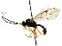  ( - CNCHYM 04739)  @11 [ ] CreativeCommons - Attribution (2011) CNC/CBG Photography Group Centre for Biodiversity Genomics