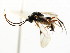  ( - CNCHYM 04746)  @11 [ ] CreativeCommons - Attribution (2011) CNC/CBG Photography Group Centre for Biodiversity Genomics