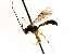  ( - CNCHYM 04749)  @13 [ ] CreativeCommons - Attribution (2011) CNC/CBG Photography Group Centre for Biodiversity Genomics
